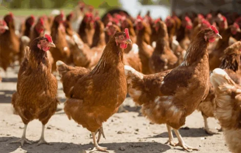 Продаю курей