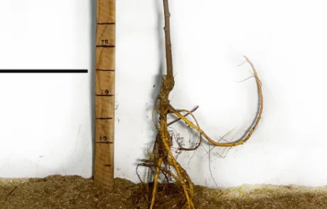 Саджанці шовковиці Галіція - 2-річний