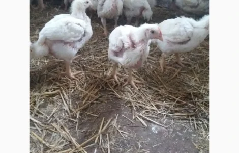 Продаю бройлери