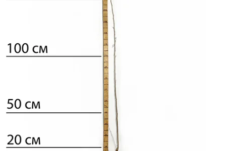 Саджанці шовковиці Галіція - 1-річний