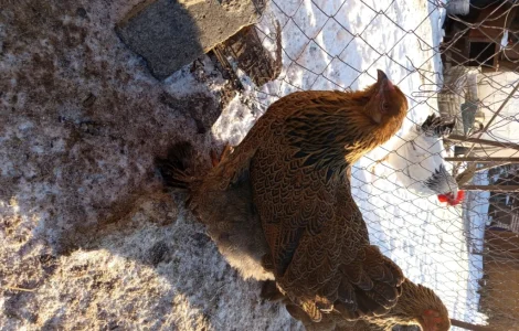 Продам курей породы брама темная курипчастая