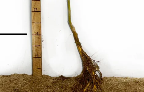 Саджанці шовковиці Вікторія (привита) - 1-річний