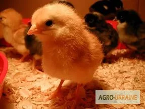 Продам Несучок