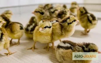 Продам курчат мясояєчних кросів 11 напрямків