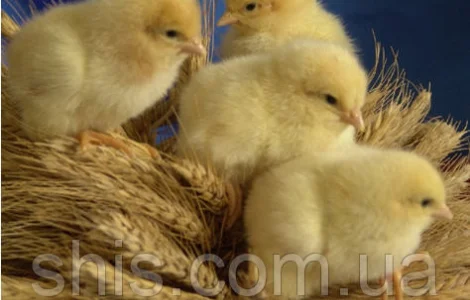 Курчата масояєчних кросів