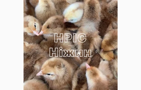 Оптова доставка добових Бройлерів