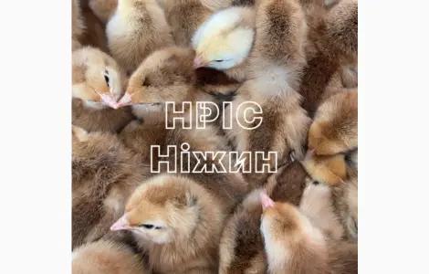 Оптовая доставка суточных Бройлеров