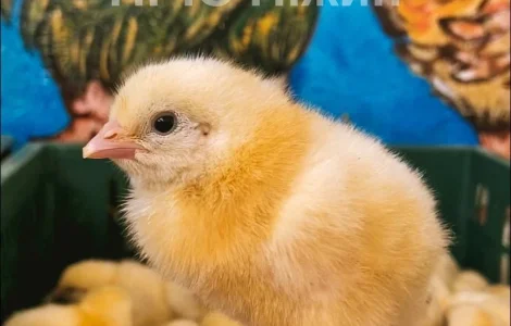 Добові бройлери