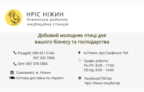 Пропонуємо добового Бройлера