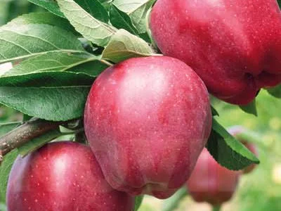 Саджанці яблуні Супер Ред Чіф