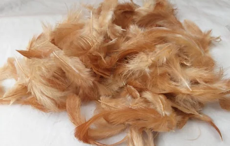 Пройом пір'я