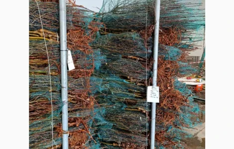 Саджанці яблунь від Італійських розсадників