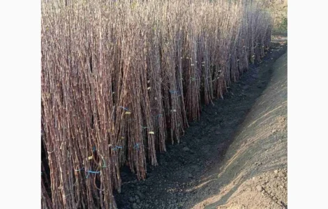 Саджанці яблунь / Саженцы / Опт