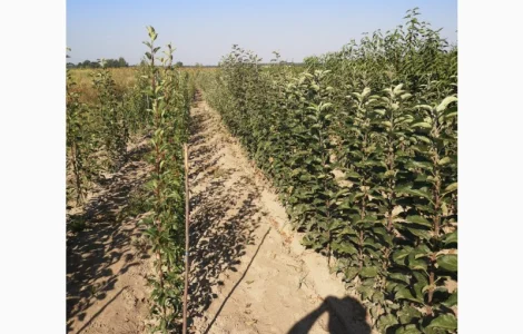 Саджанці яблуні