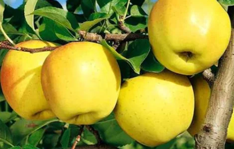 Саджанці яблуні Голден Делішес - 2-річний