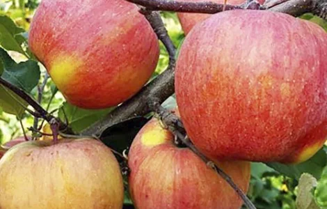 Саджанці яблуні Фуджі - 1-річний