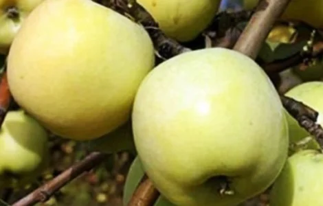 Саджанці яблуні Антонівка - 2-річний