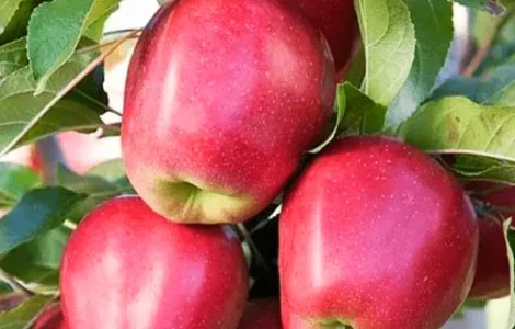 Саджанці яблуні Глостер - 2-річний