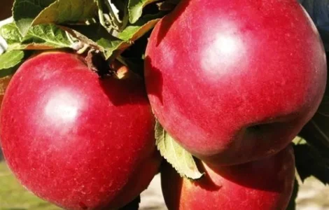 Саджанці яблуні Айдаред - 2-річний