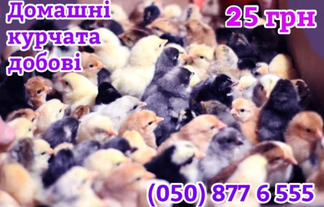 Домашні добові різнокольорові курчата асортимент
