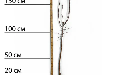 Саджанці яблуні Фуджі - 2-річний
