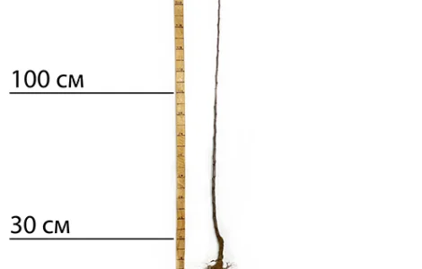 Саджанці яблуні Глостер - 1-річний