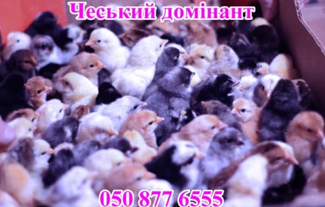 Добові курчата домінант чеський попелясті чорні