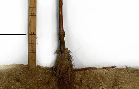 Саджанці яблуні Білий Налив - 2-річний