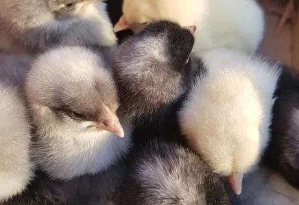 Добові курчата домінант чеський попелясті Франківськ