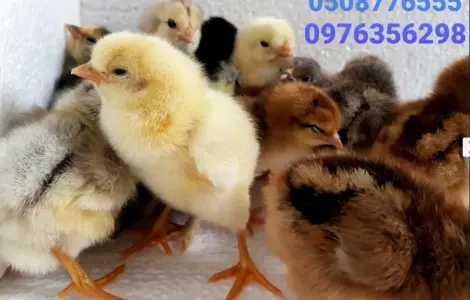 Цыплята домашние суточные ОПТ розница