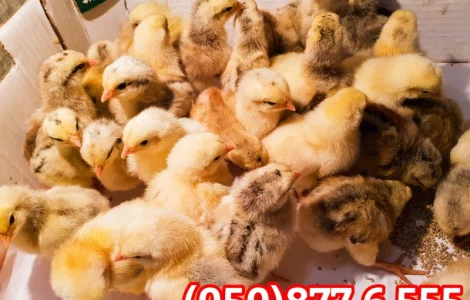 Курчата добові домашні різні кольорові червоні білі голошийки чубаті