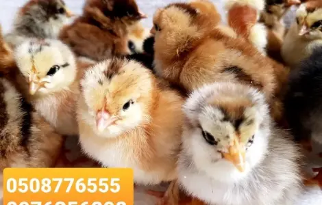 ОПТ цыплята суточные домашние красивые цветные