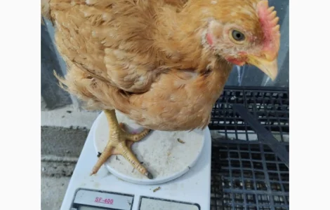 Курчата підрощені