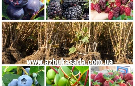 Саджанці жимолості та інших ягідних культур