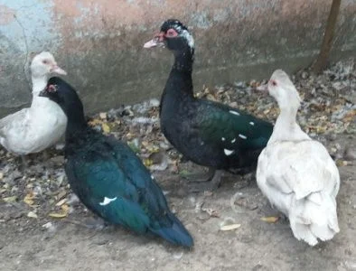 Продам мускусных уток (индоуток) для разведения. Утки шипуны. Мускусные утята