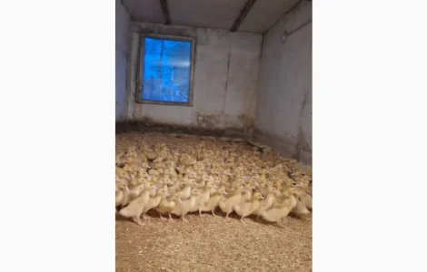 Продаються утята породи "Мулард"