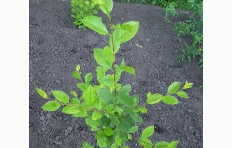 Подвой Евріка для летнего окулирования