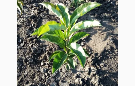 Саджанці хурми віргінської на продаж