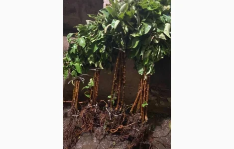 Саджанці плодових та декоративних дерев в наявності