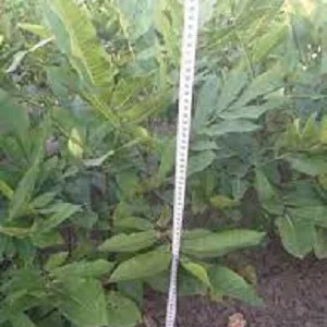 Щеплені саджанці горіха пекан та живці для прививки