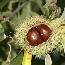 Каштан європейський(їстівний)саджанці та черенки