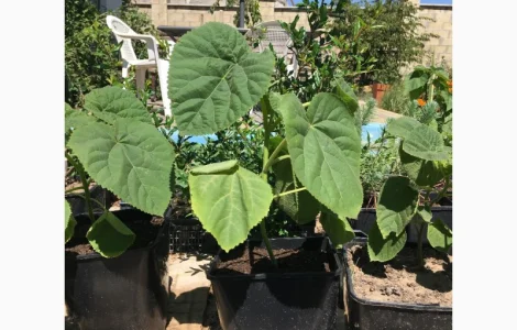 Павлонія з закритою кореневою системою, саджанці 2022 року