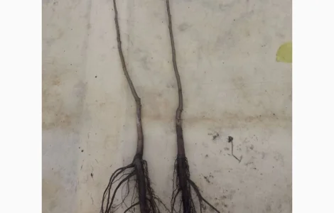 Саджанці горіха пекан сорту Стюарт(вкс висота 120-140см.)