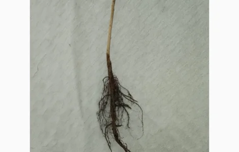 Саджанці горіха пекан сорту Гроздон(вкс висота 120-140 см.)