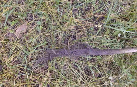 Саджанці горіха пекан сорту Вішита(вкс висота 120-140 см.)