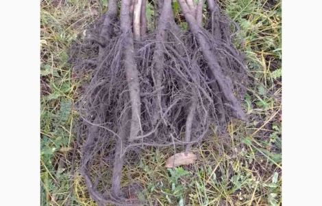 Саджанці горіха пекан сорту Майор(вкс висота 120-140см.)