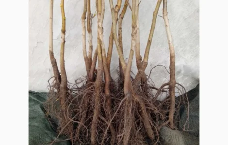 Саджанці горіха пекан сорту Шивани(вкс висота 120-140см.)