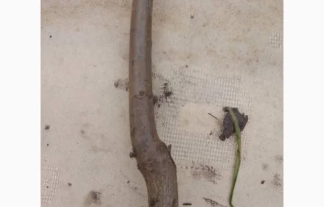 Саджанці горіха пекан сорту Кіова(вкс висота 120-140см.)