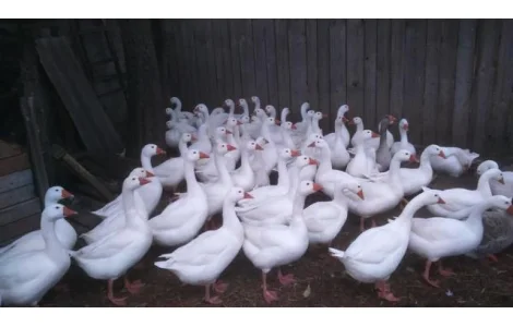 Продам гусей живою вагою