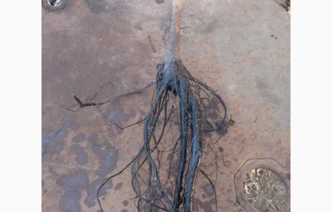 Саджанці горіха пекан сорту Канза(вкс висота 120-140 см.)